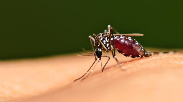 Sua família está protegida contra a dengue? Já são mais de 1,9 milhão de casos no Brasil este ano